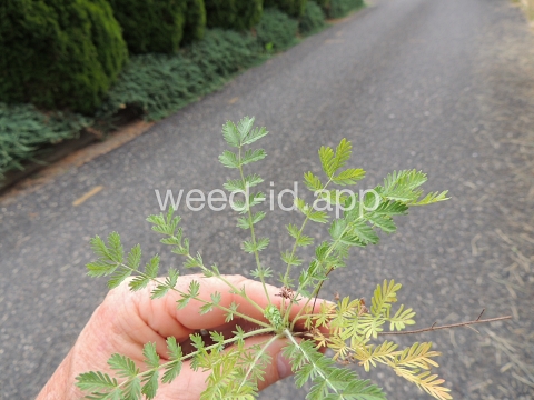 burnet, annual
